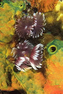 Northern Bahamas, Caribbean