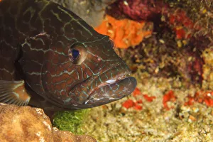 Images Dated 14th July 2010: Northern Bahamas, Caribbean