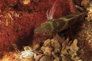Northern Bahamas, Caribbean
