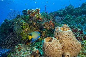 Caribbean Gallery: Northern Bahamas, Caribbean