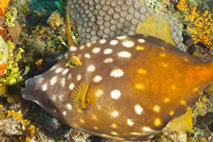 Northern Bahamas, Caribbean. Filefish