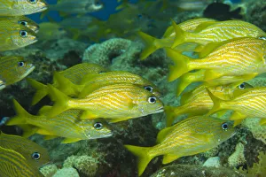 Grand Bahama Prints: Northern Bahamas, Caribbean. French grunt (Haemulon flavolineatum)
