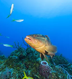 Fish Prints: Northern Bahamas, Caribbean. Nassau grouper