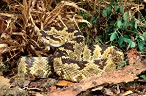 Images Dated 28th February 2007: Northern Black-tailed Rattlesnake Crotalus molossus Native to Arizona