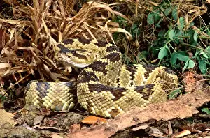 Scary Prints: Northern Black-tailed Rattlesnake Crotalus molossus Native to Arizona