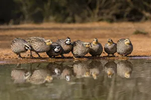 Images Dated 2nd February 2016: Northern Bobwhite (Colinus virgianus) covey drinking