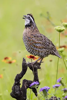 Northern Bobwhite (Colinus virgianus) male calling