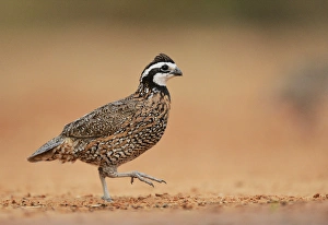 Grassland Prints: Northern Bobwhite (Colinus virginianus), male running, Rio Grande Valley, South Texas