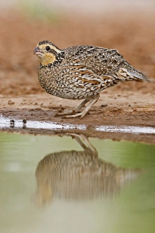 Northern Bobwhite (Colinus virginianus) adult female drinking at south Texas pond