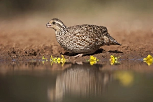Northern Bobwhite (Colinus virginianus) adult female drinking at south Texas pond