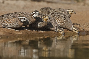 Northern Bobwhite (Colinus virginianus) covey drinking at south Texas pond