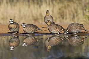Northern Bobwhite (Colinus virginianus) covey drinking at south Texas pond