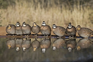 Images Dated 18th November 2010: Northern Bobwhite (Colinus virginianus) covey drinking at south Texas pond