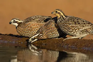 Animal Prints: Northern Bobwhite (Colinus virginianus) drinking