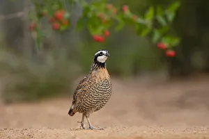 Animal Prints: Northern Bobwhite (Colinus virginianus) feeding