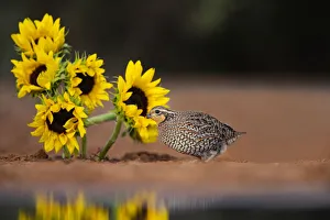 Seed Prints: Northern Bobwhite (Colinus virginianus) female feeding