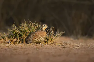 Images Dated 23rd June 2021: Northern Bobwhite (Colinus virginianus) female hiding