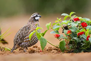 Seed Prints: Northern bobwhite (Colinus virginianus) foraging