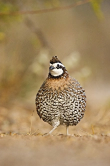 Images Dated 29th November 2010: Northern Bobwhite (Colinus virginianus) male ruffling feathers