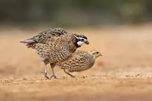 Images Dated 17th March 2018: Northern bobwhite (Colinus virginianus) pair feeding