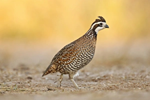 Images Dated 3rd December 2010: Northern Bobwhite (Colinus virginianus) quail, male walking