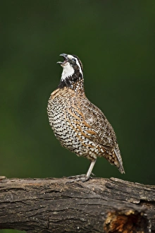 Images Dated 14th May 2010: Northern Bobwhite (Colinus virginianus) quail calling