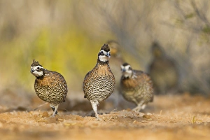 Northern Bobwhite Quail (Colinus virginianus) covey walking in south Texas habitat