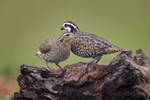 Companion Prints: Northern Bobwhite, Rio Grande Valley, Texas