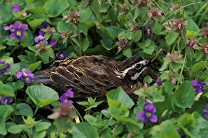 Images Dated 26th June 2007: Northern Bobwhite in violets (Colinus virginianus)