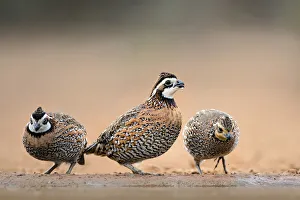 Camouflage Prints: Northern Bobwhites (Colinus virginianus) drinking