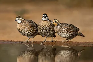Camouflage Prints: Northern Bobwhites drinking