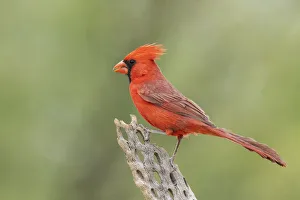 Images Dated 14th October 2021: Northern cardinal