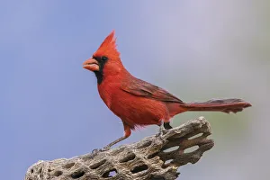 Images Dated 13th October 2021: Northern cardinal