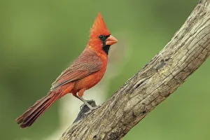 Images Dated 14th October 2021: Northern cardinal