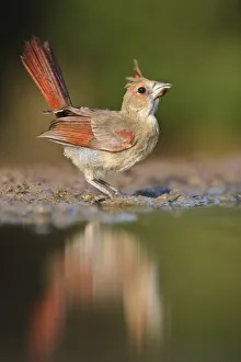 Images Dated 14th August 2009: Northern Cardinal
