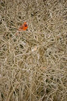 Images Dated 5th January 2006: Northern cardinal, Cardinalis cardinalis, Unionville, Ontario