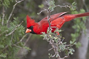 Images Dated 15th March 2011: Northern Cardinal, Cardinalis cardinalis, adult male perched in brushy cover