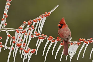 Northern Cardinal (Cardinalis cardinalis), adult male perched on icy branch of Possum Haw Holly