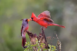 Animals Collection: Northern cardinal (Cardinalis cardinalis) and Pyrrhuloxia (Cardinalis sinuatus) males