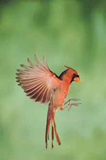Images Dated 8th November 2005: Northern Cardinal, Cardinalis cardinalis