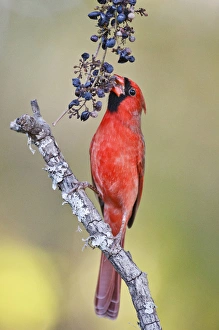 Images Dated 4th November 2010: Northern Cardinal (Cardinalis cardinalis) adult male feeding on wild grapes