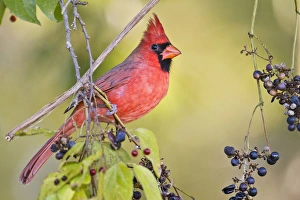 Images Dated 6th November 2010: Northern Cardinal (Cardinalis cardinalis) adult male feeding on wild grapes