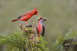 Images Dated 2nd February 2016: Northern Cardinal (Cardinalis cardinalis) defending perch