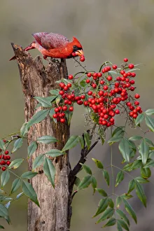 Images Dated 15th November 2020: Northern Cardinal (Cardinalis cardinalis) eating berries from ornamental garden plant