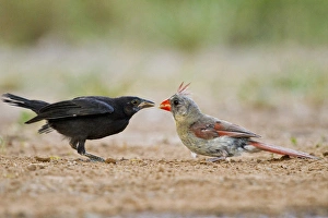 Images Dated 1st September 2010: Northern Cardinal (Cardinalis cardinalis) feeding baby cowbird