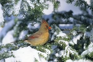 Northern Cardinal (Cardinalis cardinalis) female, Marion Co. IL