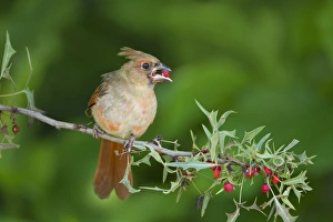 Images Dated 13th May 2012: Northern Cardinal (Cardinalis cardinalis) female feeding on agarita berries, central