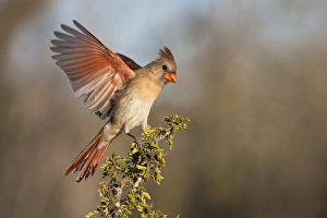 Images Dated 2nd January 2012: Northern Cardinal (Cardinalis cardinalis) female landing