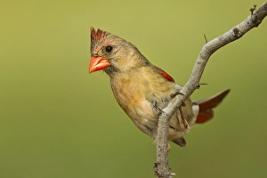 Images Dated 30th May 2012: Northern Cardinal (Cardinalis cardinalis) female on perch