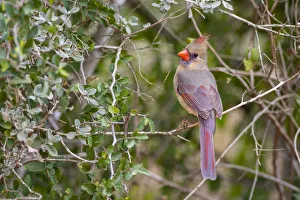 Images Dated 5th February 2018: Northern cardinal (Cardinalis cardinalis) female perched